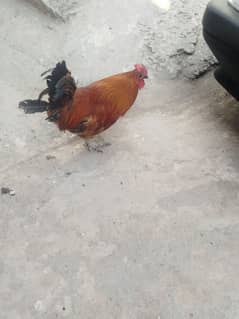 murga