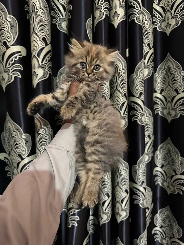 Persian good quality kittens for sale. free cod available in rwp/Isb