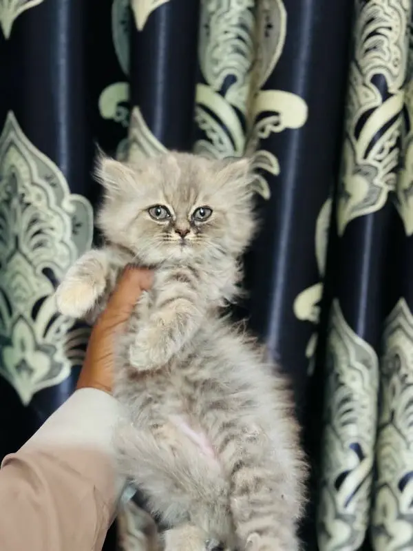 Persian good quality kittens for sale. free cod available in rwp/Isb — photo 2