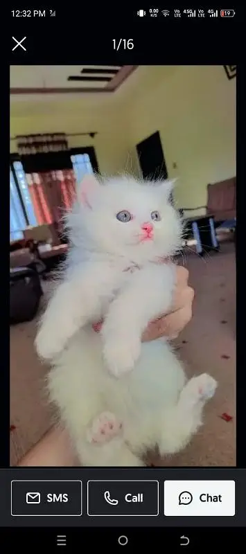 Persian good quality kittens for sale. free cod available in rwp/Isb — photo 3