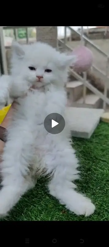 Persian good quality kittens for sale. free cod available in rwp/Isb — photo 4