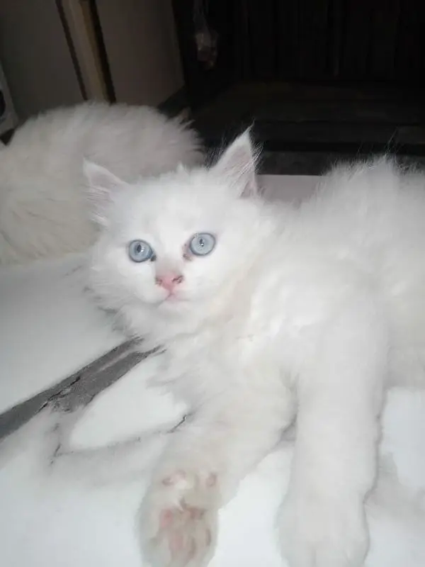 Persian good quality kittens for sale. free cod available in rwp/Isb — photo 5
