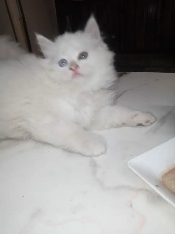 Persian good quality kittens for sale. free cod available in rwp/Isb — photo 6