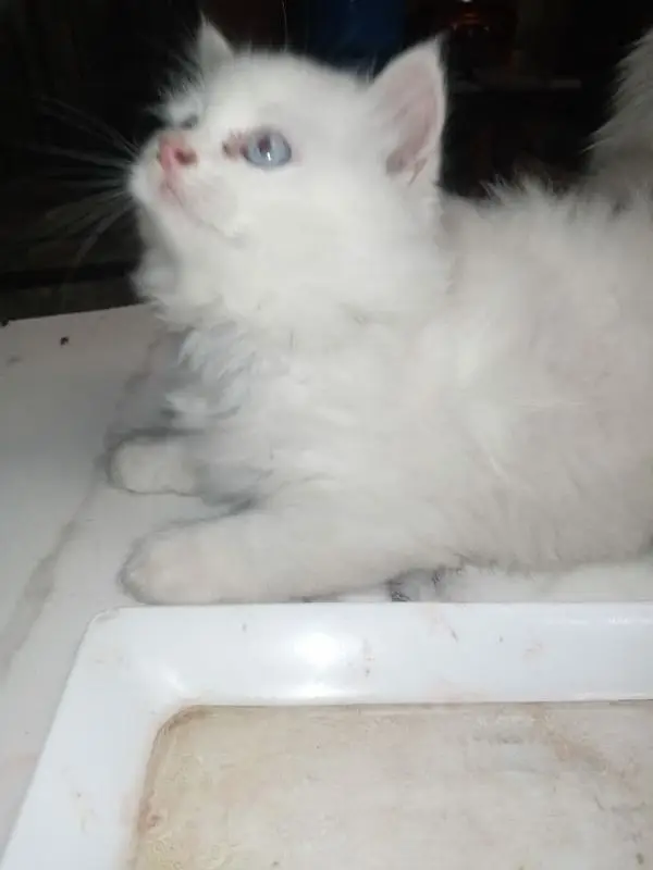 Persian good quality kittens for sale. free cod available in rwp/Isb — photo 7