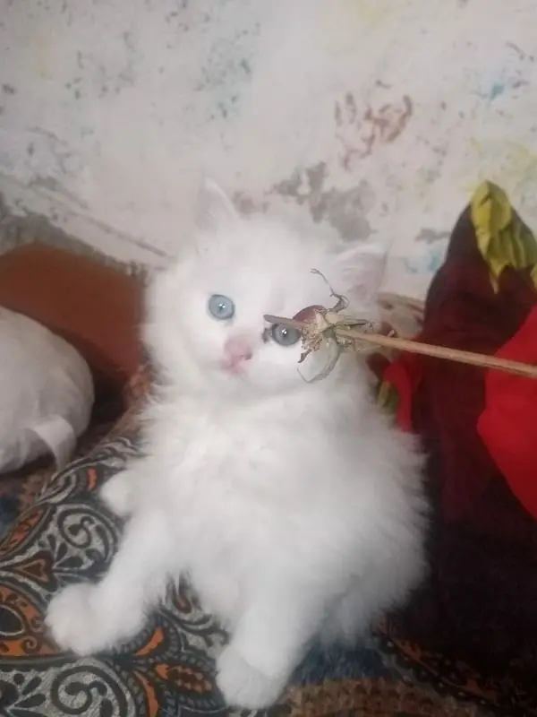 Persian good quality kittens for sale. free cod available in rwp/Isb — photo 8