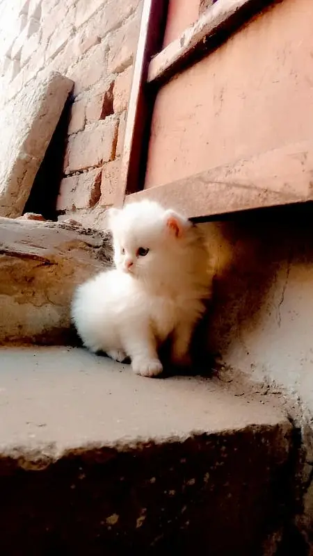 Persian good quality kittens for sale. free cod available in rwp/Isb — photo 9