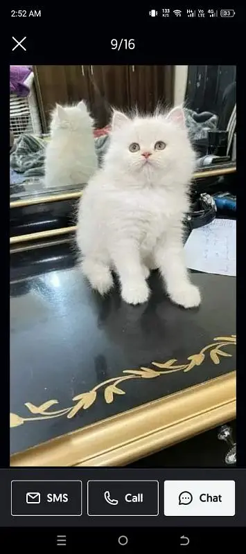 Persian good quality kittens for sale. free cod available in rwp/Isb — photo 10