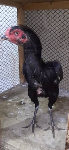 shamoo female