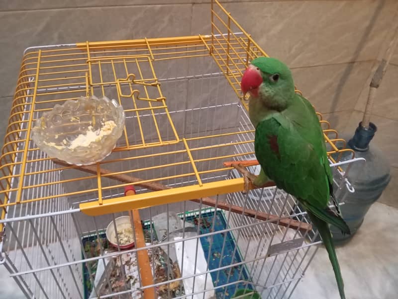 6 months old kashmiri raw parrot 1