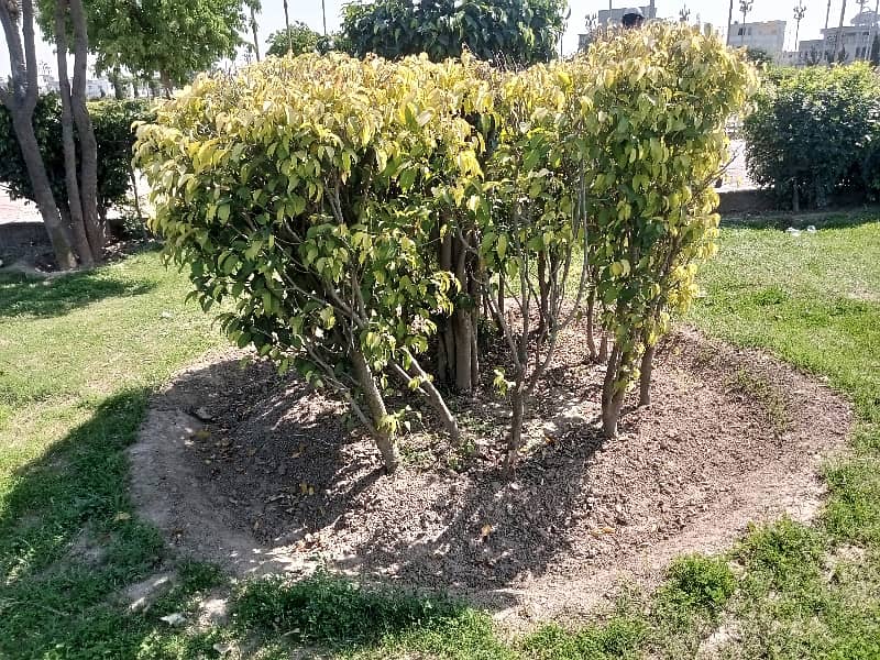 Good Location Master City - Block A Residential Plot For sale Sized 5 Marla 2