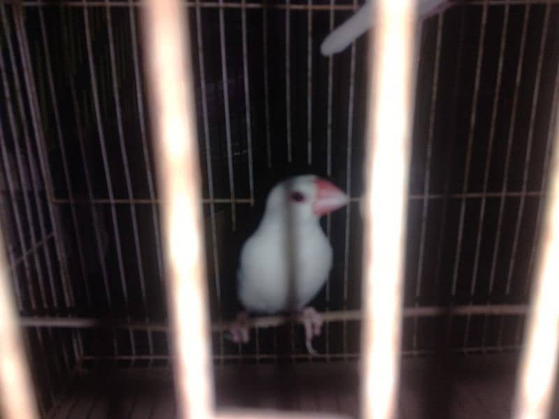 White java breeder pair 0