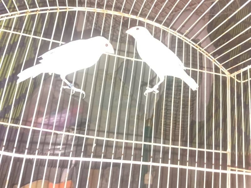 White java breeder pair 2