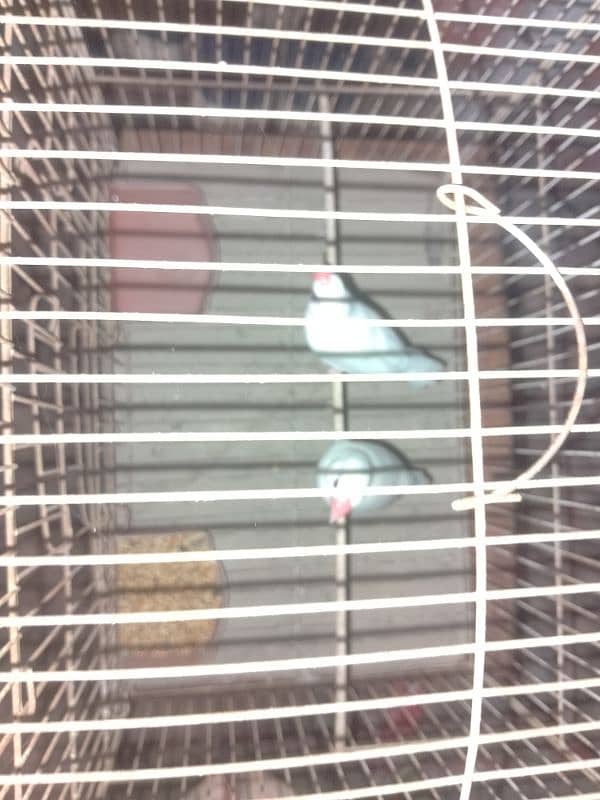 White java breeder pair 3
