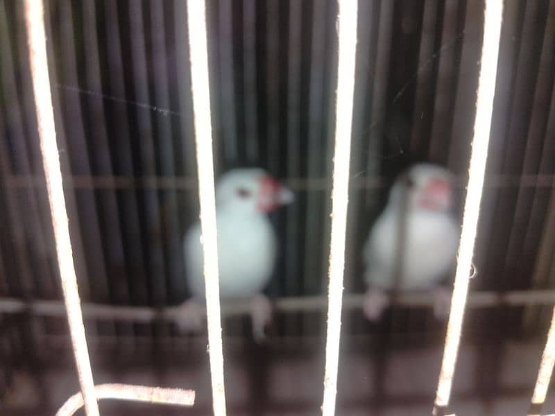 White java breeder pair 4