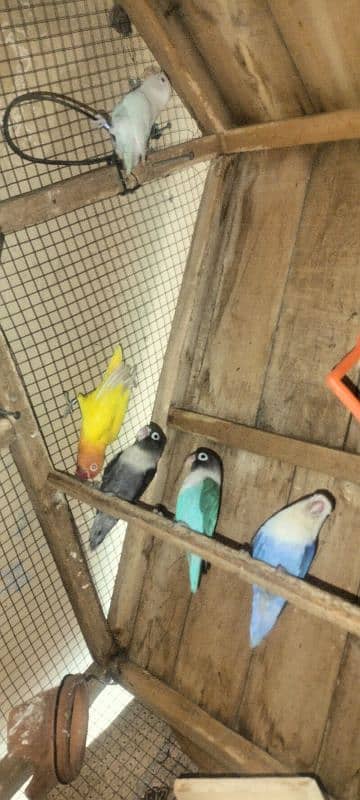 3 pair Latino/Albino/red Eye Yellow Latino/pilot 1