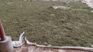 Alfalfa