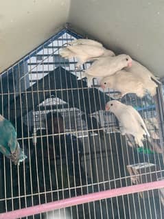 breeder