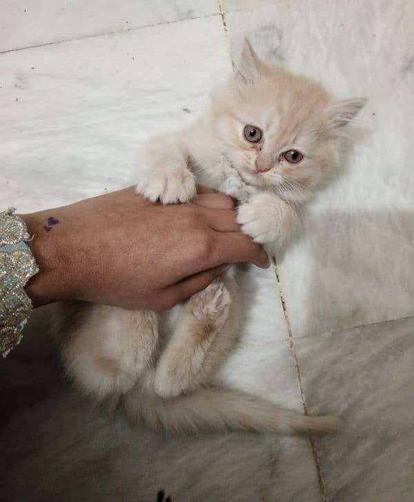 Persian female kittens for sale 6