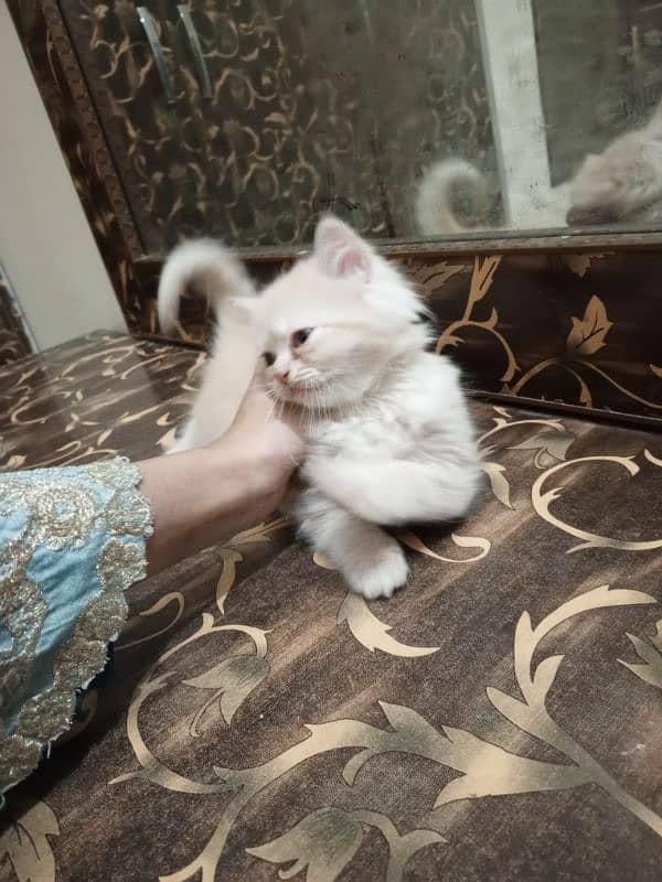 Persian female kittens for sale 8