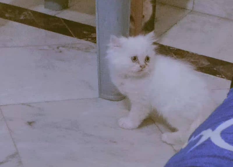 Persian female kittens for sale 9