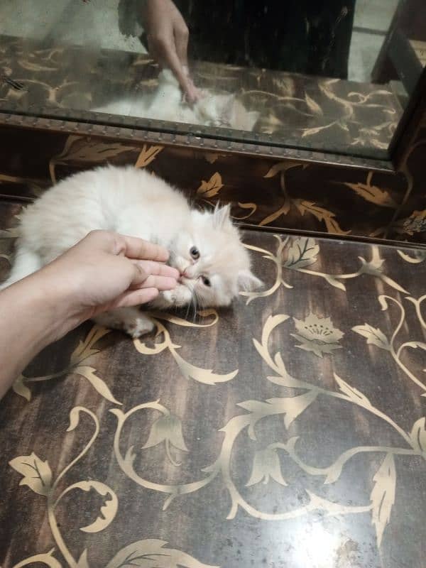 Persian female kittens for sale 10