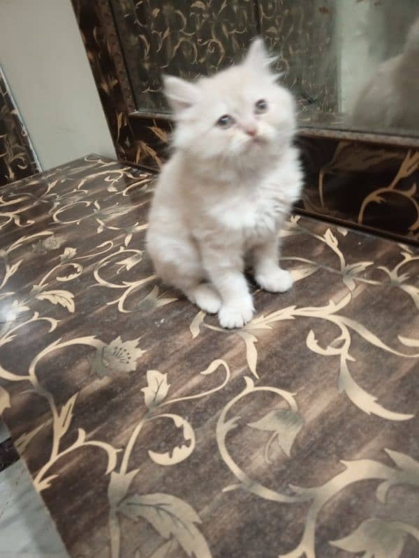 Persian female kittens for sale 4