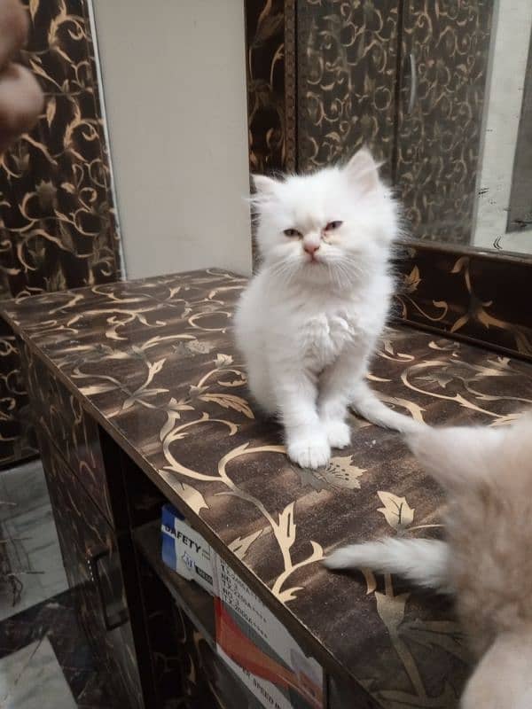 Persian female kittens for sale 2