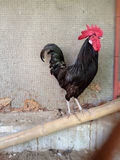 australorp