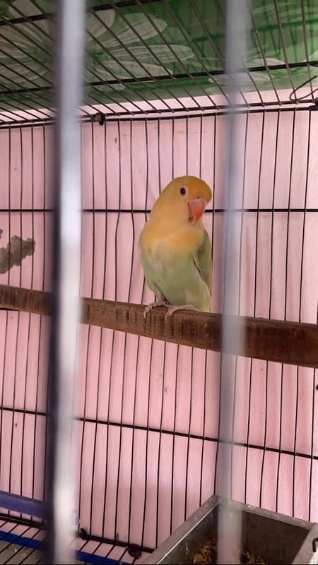 Lovebird for Sale Aqua, Creamino Opaline, Parblue Opaline, Pale Fallow 4