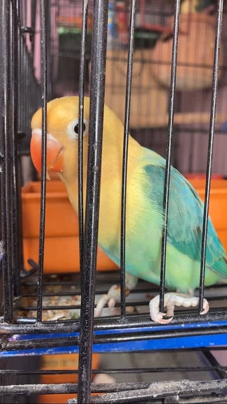 Lovebird for Sale Aqua, Creamino Opaline, Parblue Opaline, Pale Fallow 5