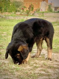 German Shepherd puppy double coat