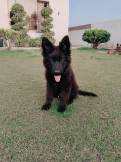 Black Shepherd Pup Long Coat
