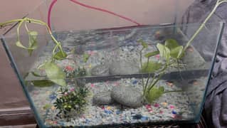 Fish Aquarium Divider 2 Fishes  with water pump and bubble shower