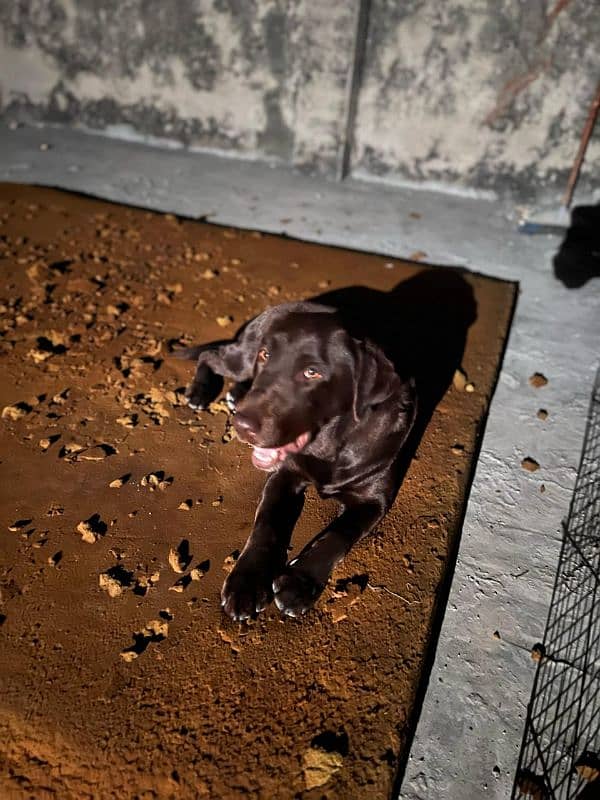 labrador dog femmale 1