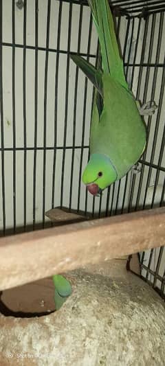 kathay parrots