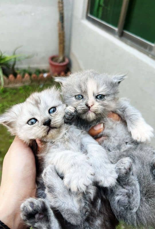 Grey Persian kitten | Healthy | Playful | Active | 12000 for each 0