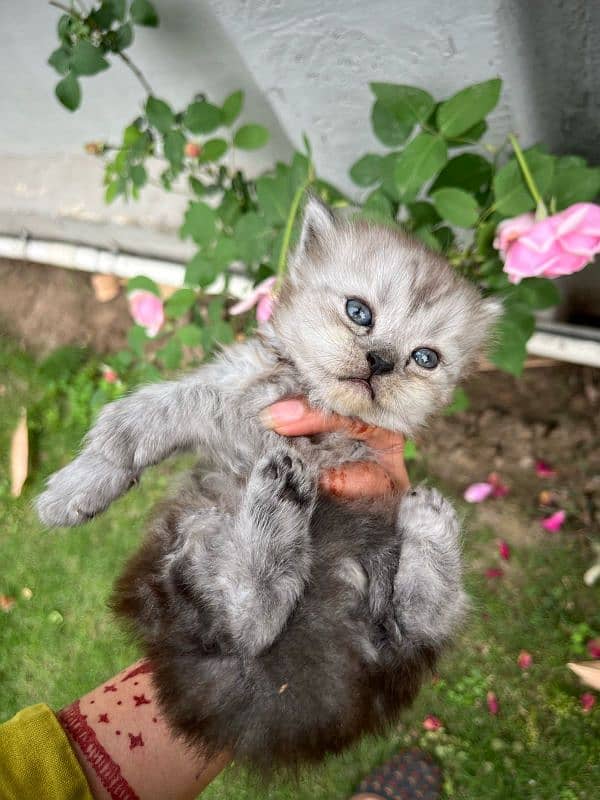 Grey Persian kitten | Healthy | Playful | Active | 12000 for each 2