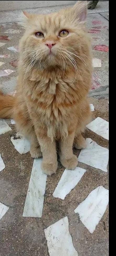 Fluffy soft and obedient Ginger colour brown colour Male Simba Cat 0