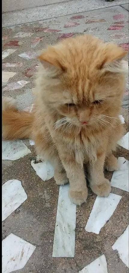 Fluffy soft and obedient Ginger colour brown colour Male Simba Cat 1
