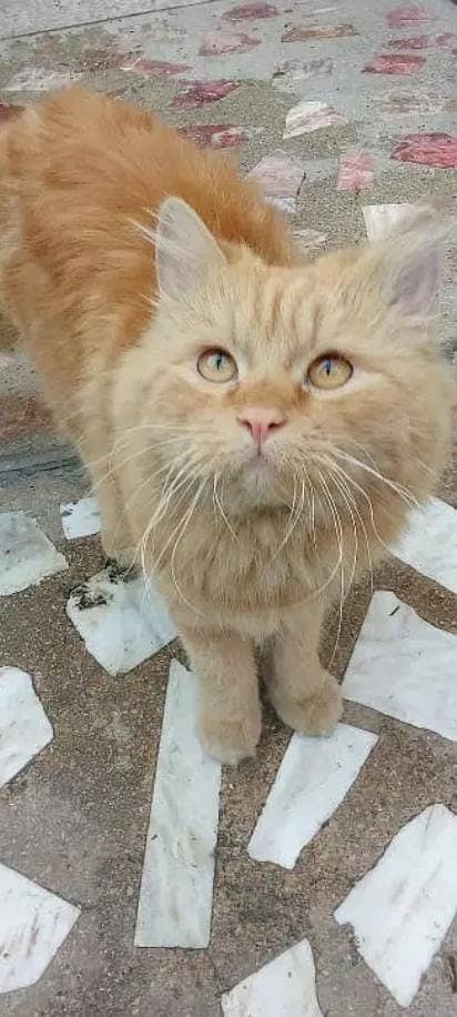 Fluffy soft and obedient Ginger colour brown colour Male Simba Cat 2
