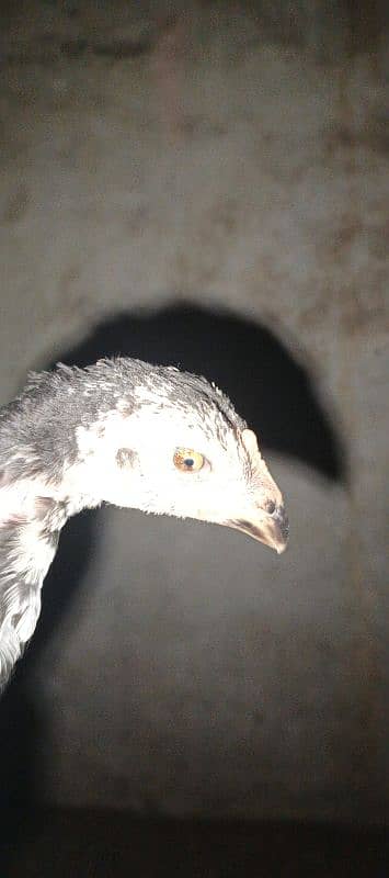 mushka chicks shamu and Thai ka cross hy 0