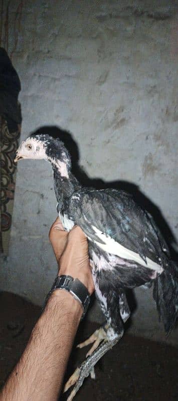 mushka chicks shamu and Thai ka cross hy 1