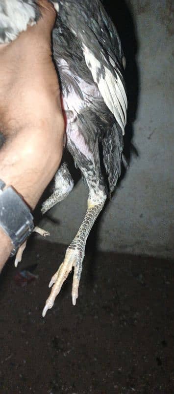 mushka chicks shamu and Thai ka cross hy 2
