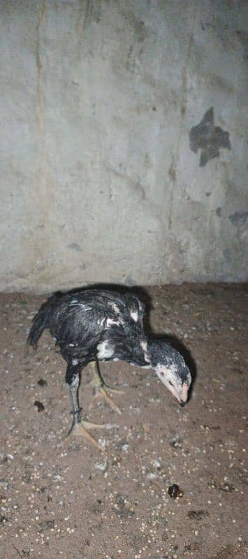 mushka chicks shamu and Thai ka cross hy 4