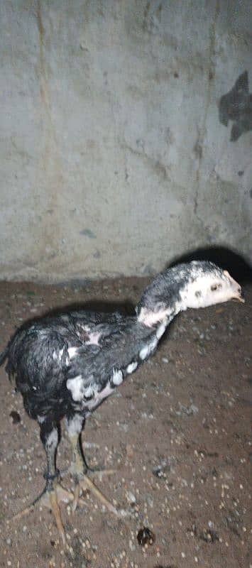 mushka chicks shamu and Thai ka cross hy 5
