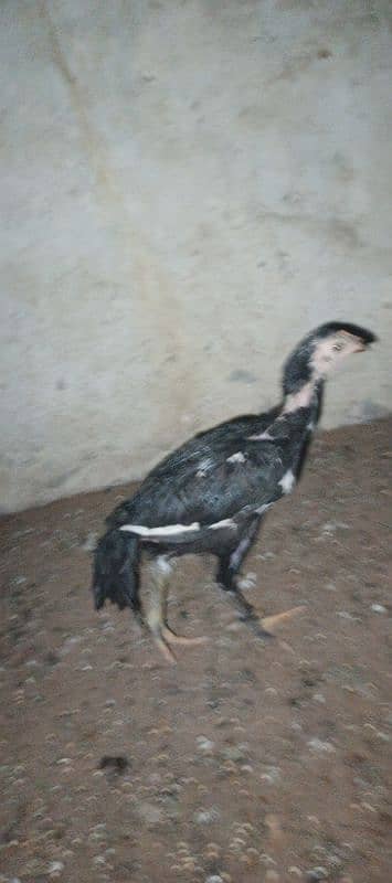 mushka chicks shamu and Thai ka cross hy 6