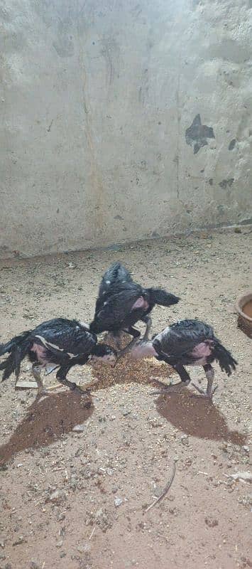 mushka chicks shamu and Thai ka cross hy 7