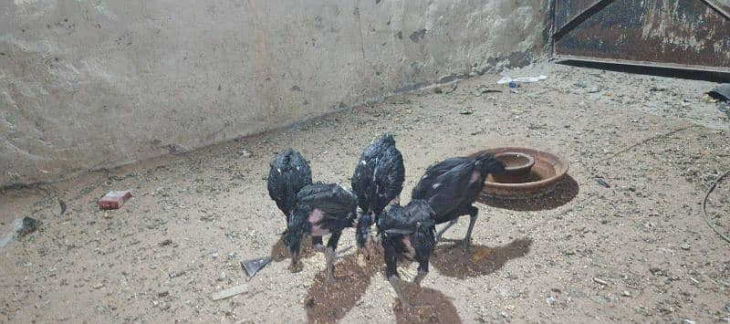 mushka chicks shamu and Thai ka cross hy 8