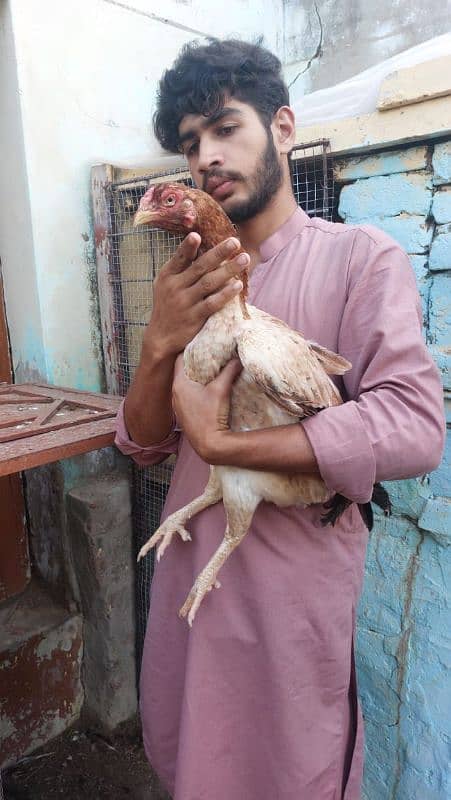 best quality biggest higheted sindi hens 0