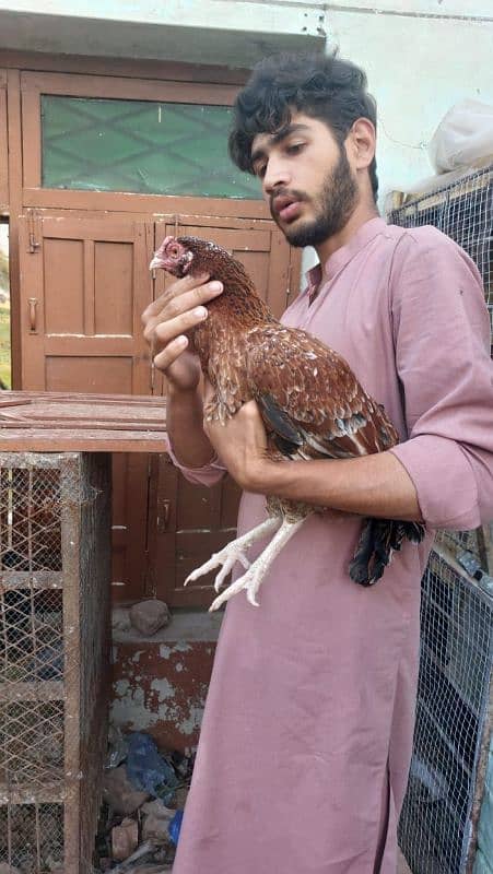 best quality biggest higheted sindi hens 2